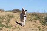 FOX TERRIER POIL LISSE 100